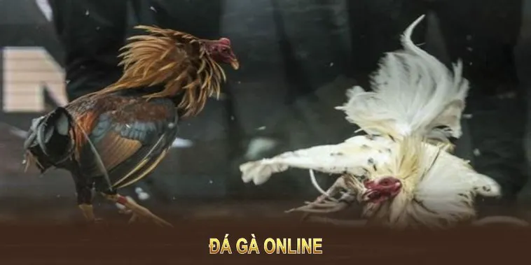 Bí Quyết Chinh Phục Đá Gà WS168 Tại 8xBet Dễ Thắng Nhất